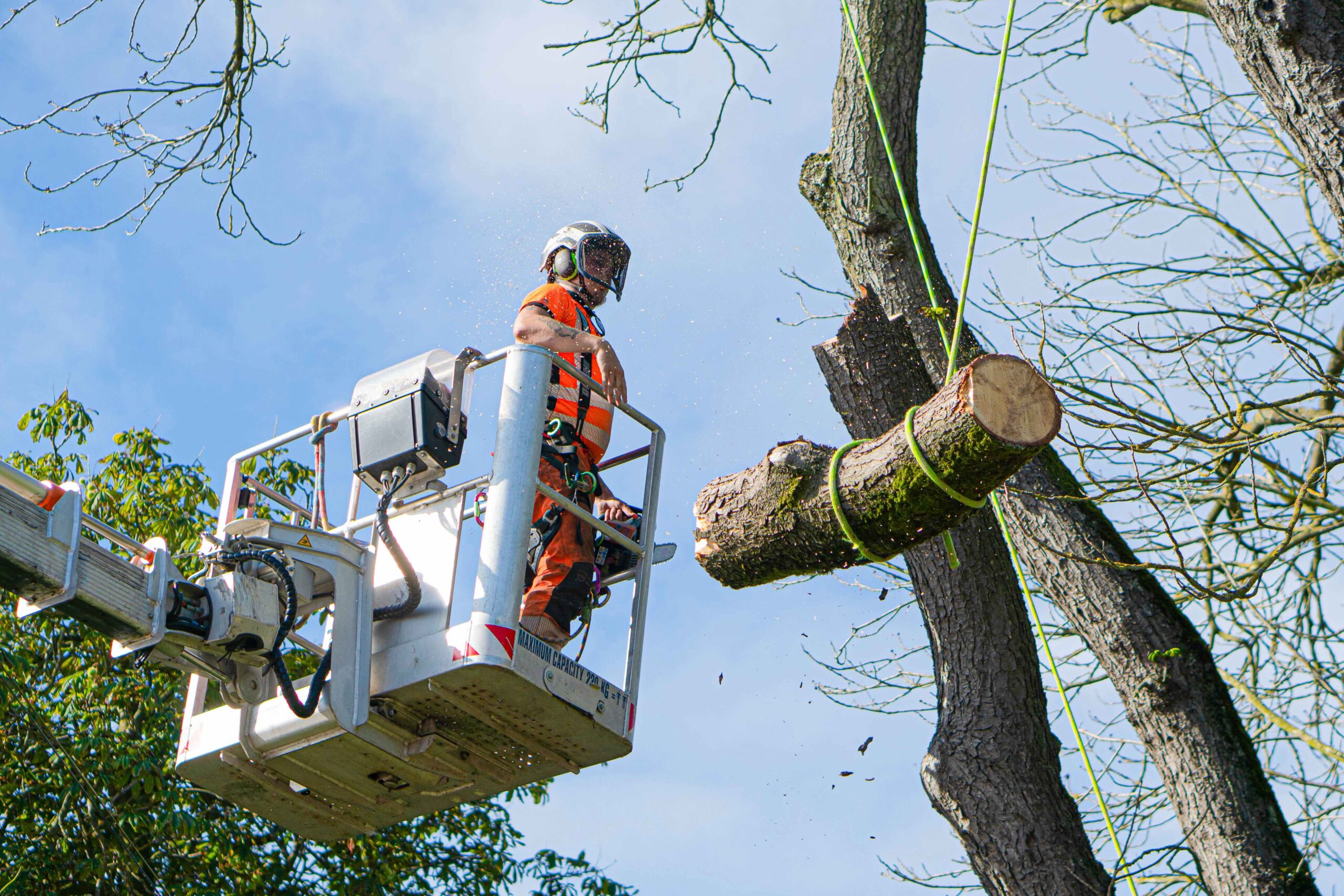 Professional tree surgery services Bedfordshire